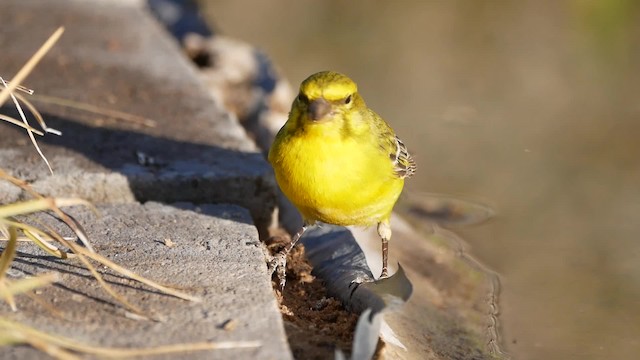 Yellow Canary - ML200945951
