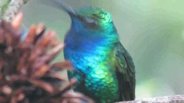 kolibřík azurovoprsý - ML200946771