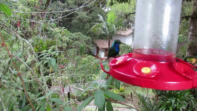 kolibřík azurovoprsý - ML200946781