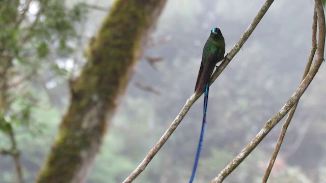 Long-tailed Sylph - ML200946791