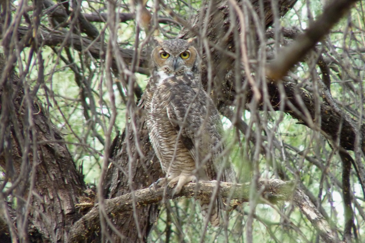 Great Horned Owl - ML20094681