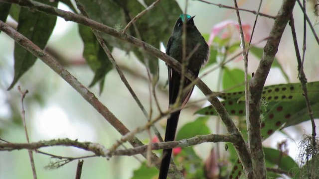 Long-tailed Sylph - ML200946811