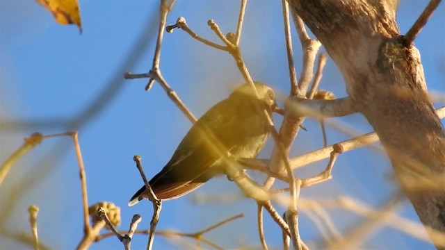 kolibřík rudozobý - ML200946831