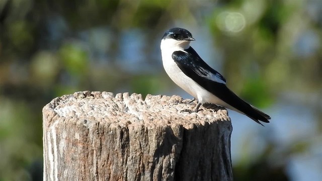 White-winged Swallow - ML200946851