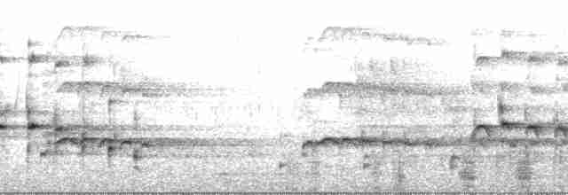 orel bělohlavý - ML200947