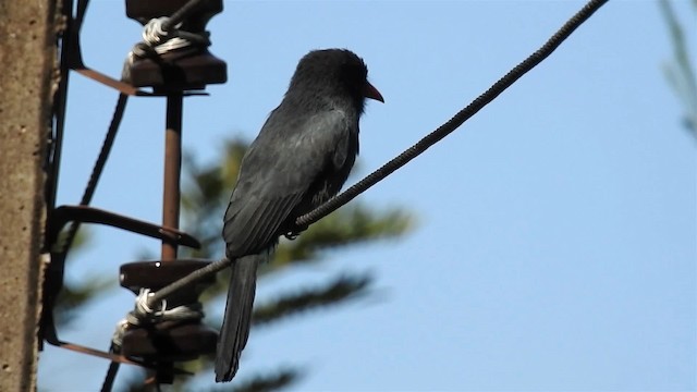 Black-fronted Nunbird - ML200947011