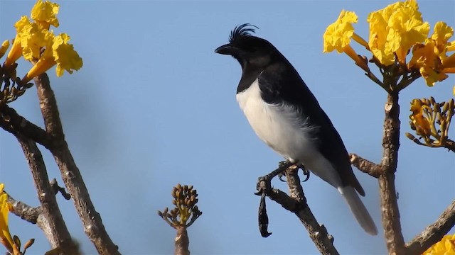 Curl-crested Jay - ML200947301