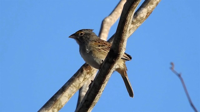 Grassland Sparrow - ML200947331