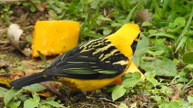 Golden Tanager (pulchra Group) - ML200947521