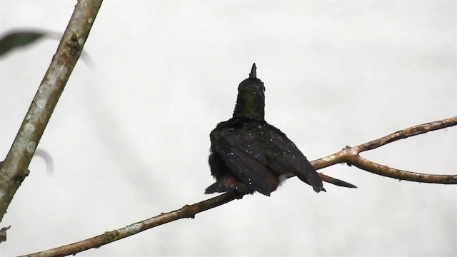 kolibřík nazlátlý - ML200947631