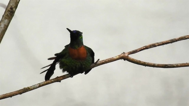 kolibřík nazlátlý - ML200947641