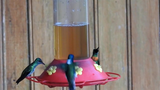 kolibřík nazlátlý - ML200947691