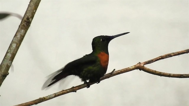 kolibřík nazlátlý - ML200947701