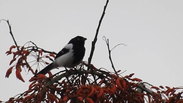 Magpie Tanager - ML200947821