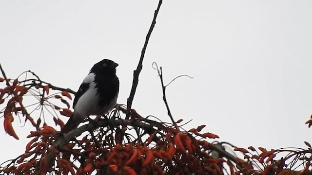 Magpie Tanager - ML200947831