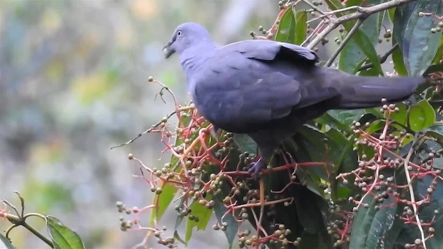 Plumbeous Pigeon - ML200947961