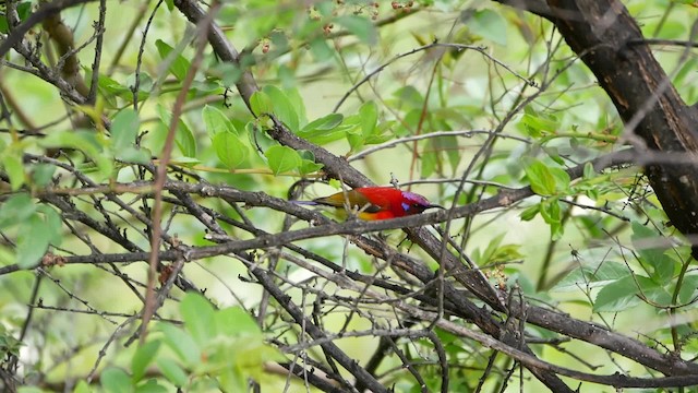 Mrs. Gould's Sunbird (Scarlet-breasted) - ML200948411