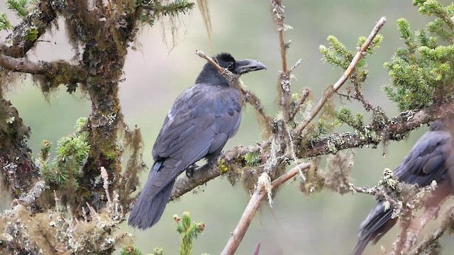 Large-billed Crow (Large-billed) - ML200948531