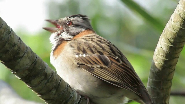 Rufous-collared Sparrow - ML200948681
