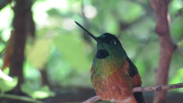  - Merida Starfrontlet