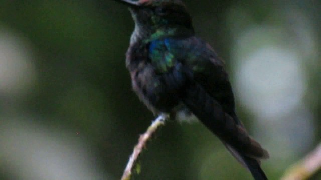 kolibřík nymfový - ML200949011