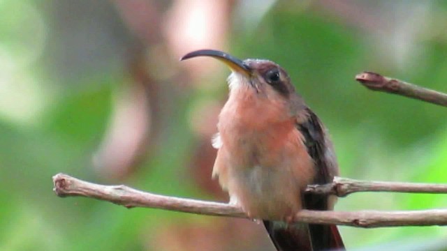 Rufous-breasted Hermit - ML200949101