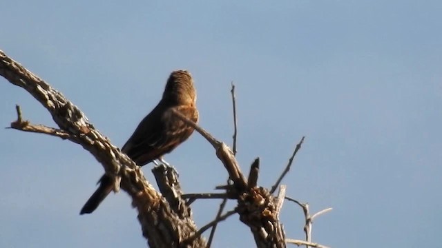 Cliff Flycatcher (Swallow) - ML200949171
