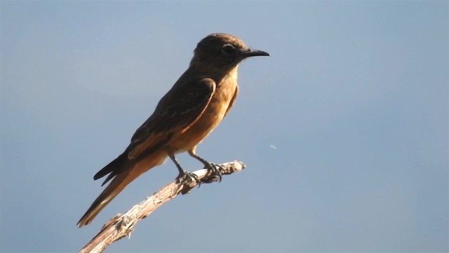 Cliff Flycatcher (Swallow) - ML200949181