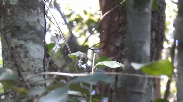 Желтошапочная корольковка (hypoleucus) - ML200949251