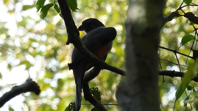 Black-tailed Trogon (Black-tailed) - ML200949451
