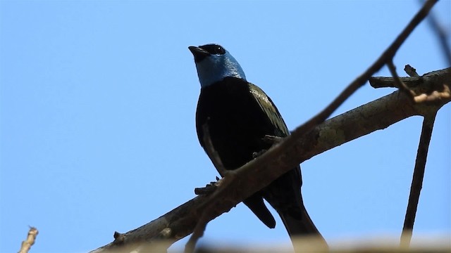 Blue-necked Tanager - ML200949581