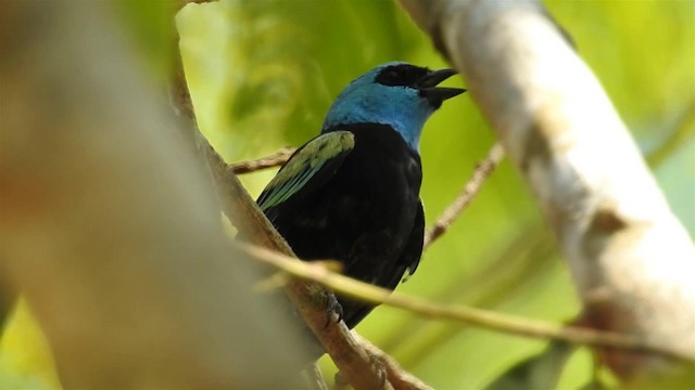 Blue-necked Tanager - ML200949631