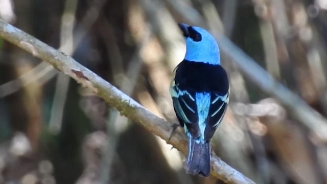 Blue-necked Tanager - ML200949641