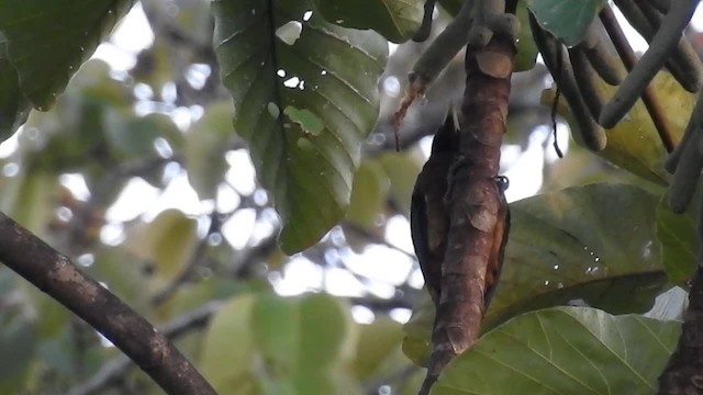 Chestnut Woodpecker - ML200949671