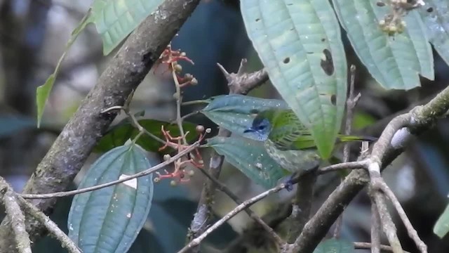 Spotted Tanager - ML200949911