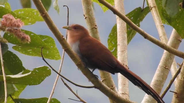 Squirrel Cuckoo (Amazonian) - ML200949921