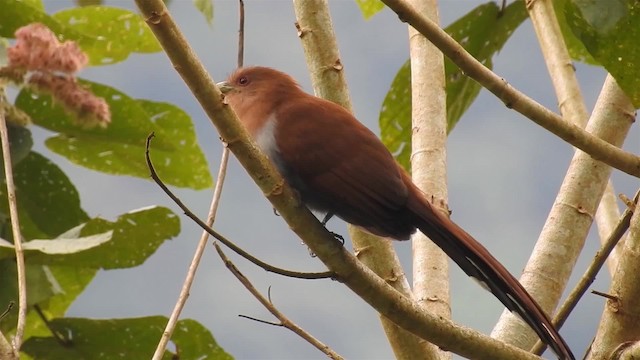 Squirrel Cuckoo (Amazonian) - ML200949931