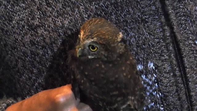 Yungas Pygmy-Owl - ML200950111