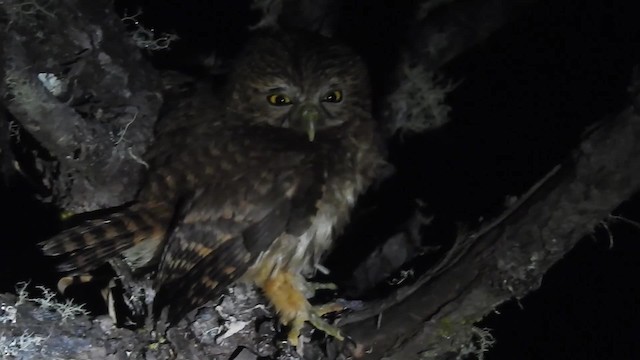 Yungas Pygmy-Owl - ML200950121