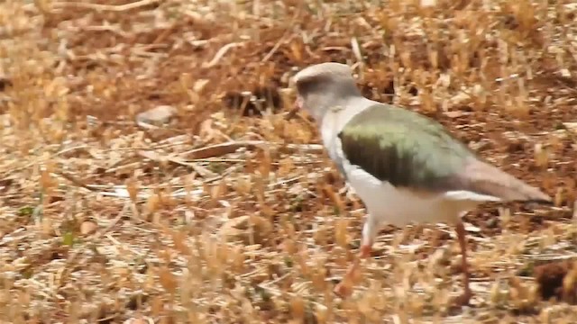 Andean Lapwing - ML200950151