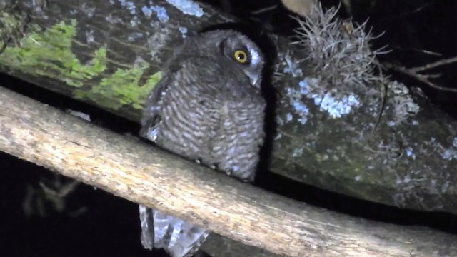 Koepcke's Screech-Owl (Apurimac) - ML200950221