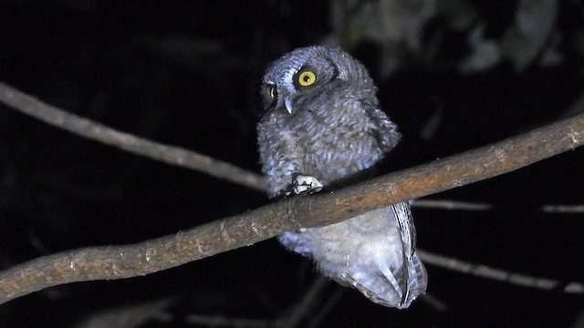 Koepcke's Screech-Owl (Apurimac) - ML200950231