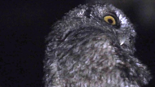 Koepcke's Screech-Owl (Apurimac) - ML200950241