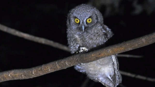 Koepcke's Screech-Owl (Apurimac) - ML200950251