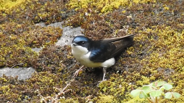 Blue-and-white Swallow (cyanoleuca) - ML200950341