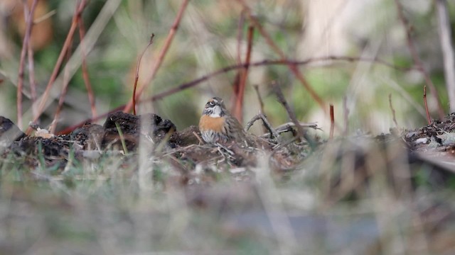 Rufous-breasted Accentor - ML200950771