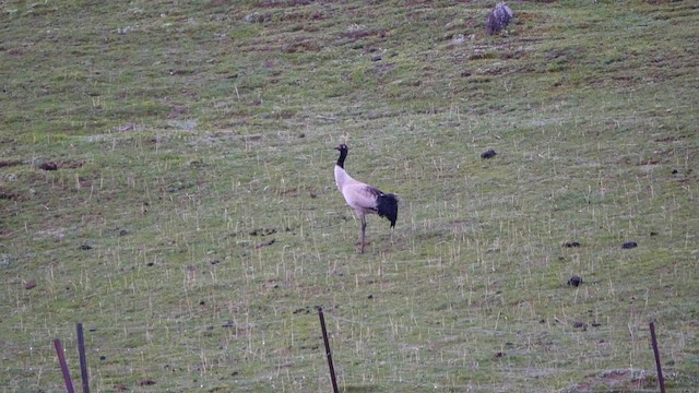 Black-necked Crane - ML200950851
