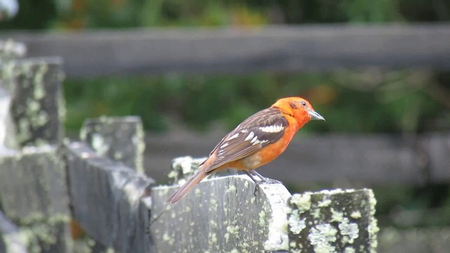 Flame-colored Tanager - ML200951111