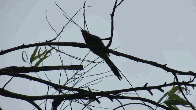 Long-tailed Silky-flycatcher - ML200951141