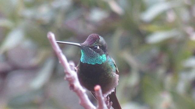 Rivoli's Hummingbird - ML200951151